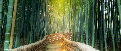 MFN - BoJ establishes conditions for monetary policy normalisation